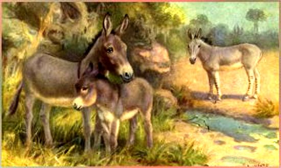 Scanned painting : Horses of World - Book, 1923