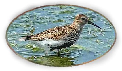 Snipe